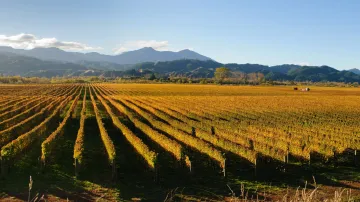 What Are the Best Wine Regions in New Zealand?